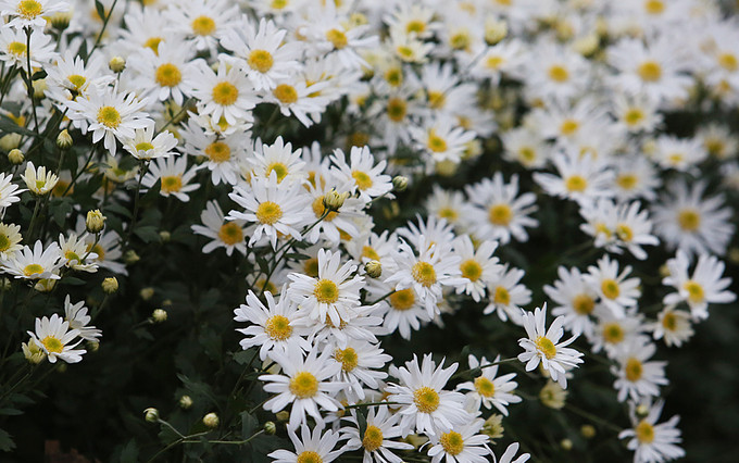 Cúc họa mi trước kia được coi là loài hoa dại. Nhưng nay được nhiều chủ vườn coi là hoa chủ lực thu hút giới trẻ đến với vườn. Hoa khi nở rộ vẫn được người dân hái bán. Một bó nhỏ cũng có thể bán được từ 30.000 đến 40.000 đồng.