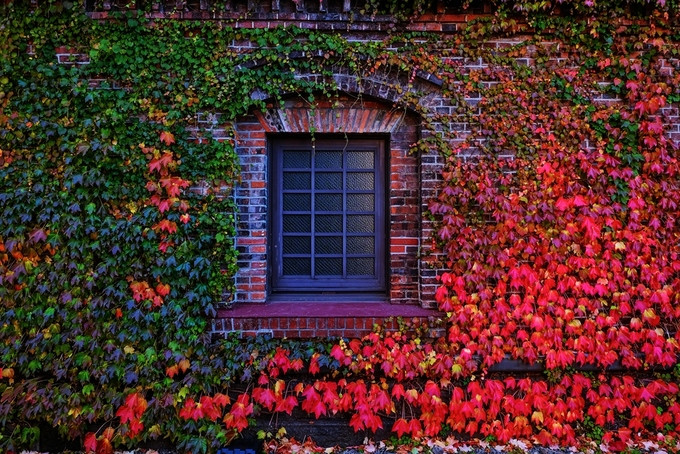 Bức tường mà ai nhìn thấy cũng muốn lưu lại một tấm ảnh, tranh thủ khi mùa thu chưa đi qua.