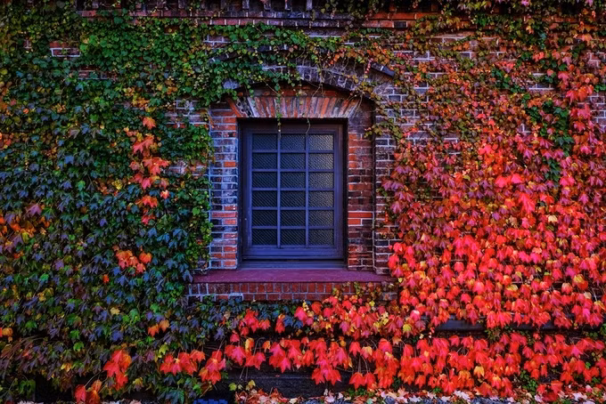 Bức tường mà ai nhìn thấy cũng muốn lưu lại một tấm ảnh, tranh thủ khi mùa thu chưa đi qua.