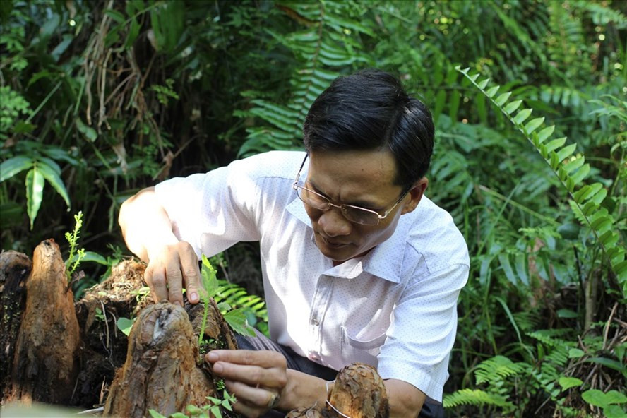 Thủy tùng được ghép vào chính bộ rễ thở của những cây trưởng thành (ảnh lớn).