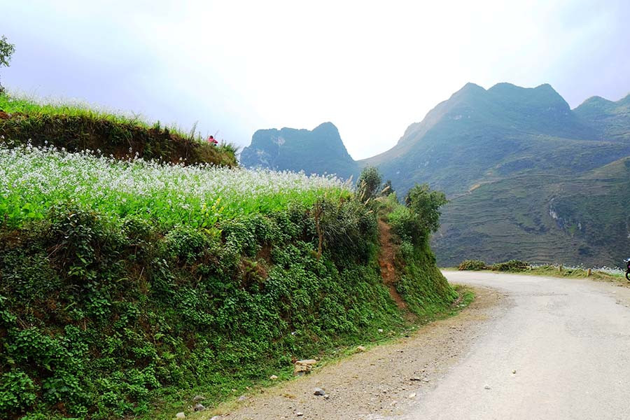 Hoa cải trắng bên triền đồi.