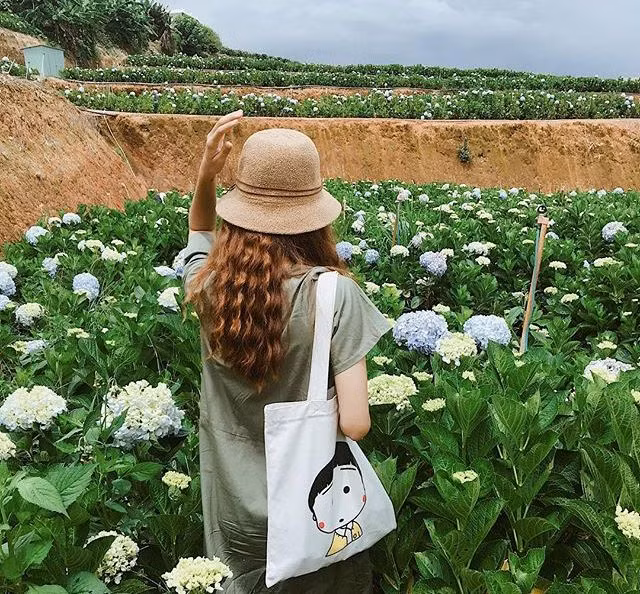  Ở những điểm du lịch khác như Đà Nẵng, Sa Pa, Lạng Sơn… chắc hẳn bạn đã nhìn thấy và ấn tượng với những khóm cẩm tú cầu nhiều màu sắc. Thế nhưng ở Đà Lạt, bạn lại có cơ hội chiêm ngưỡng cả một cánh đồng hoa mênh mông rộng đến 2ha, khắp nơi cẩm tú cầu mọc bạt ngàn, tranh nhau khoe sắc tỏa hương. Ảnh: dhngocc