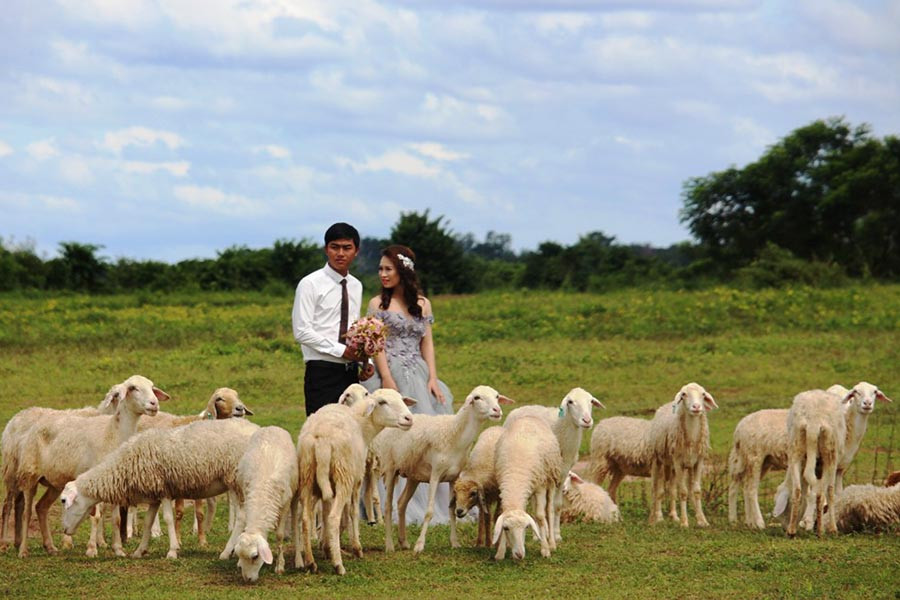 Cặp tình nhân “ngơ ngác” trước vẻ đẹp của đàn cừu và phong cảnh hữu tình