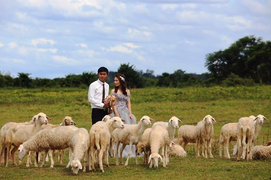 Cặp tình nhân “ngơ ngác” trước vẻ đẹp của đàn cừu và phong cảnh hữu tình