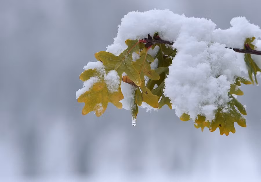 Tuyết đọng trên lá cây ở Marktoberdorf, miền Nam Đức, Ngày 13-11. (Nguồn: AFP)