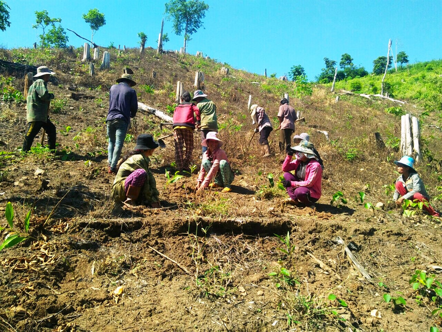 Gia Lai đã và đang tích cực triển khai công tác trồng rừng. Ảnh: Trần Dung