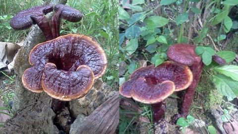 Nấm lim xanh giúp người bệnh nâng cao thể trạng và đảm bảo sức khỏe, thể trạng tốt nhất trong quá trình điều trị bệnh. Nấm lim xanh giúp người bệnh nâng cao thể trạng và đảm bảo sức khỏe, thể trạng tốt nhất trong quá trình điều trị bệnh.