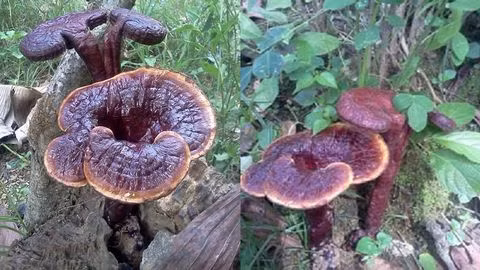 Nấm lim xanh giúp người bệnh nâng cao thể trạng và đảm bảo sức khỏe, thể trạng tốt nhất trong quá trình điều trị bệnh.