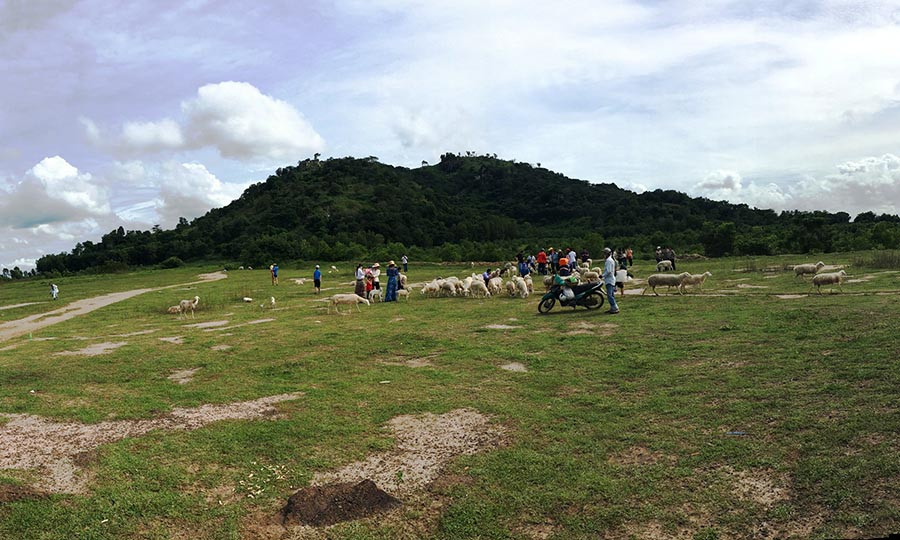 Cánh đồng cừu- điểm đến thăng hoa của nhiều cặp tình nhân