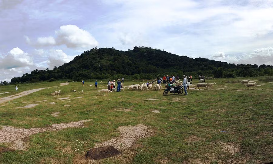 Cánh đồng cừu- điểm đến thăng hoa của nhiều cặp tình nhân