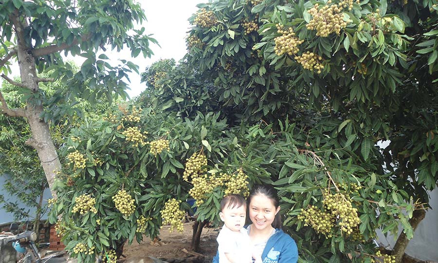  Cây nhãn trái vụ trĩu quả của gia đình chị Lê Thị Hảo. Ảnh: Ngọc Minh