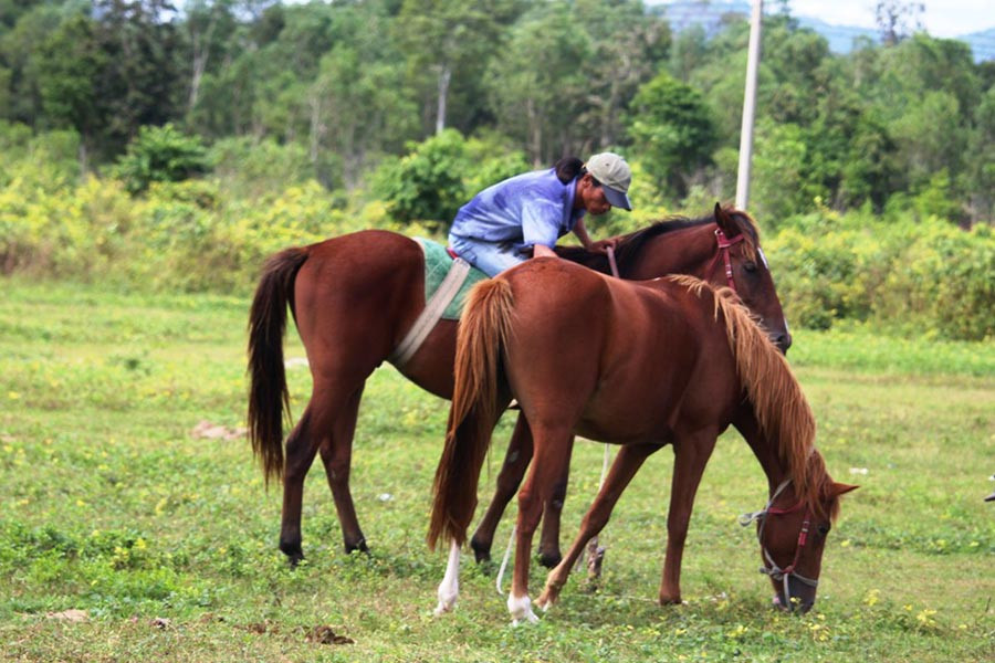 Nhiều du khách thích cưỡi ngựa đi dạo trên đồng cỏ