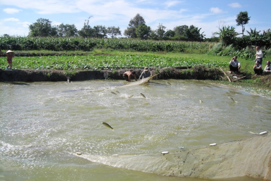 Diện tích khai thác và nuôi trồng thủy sản của huyện tăng đột biến so với năm 2016. Ảnh: Q.T