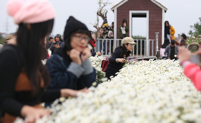 Với vườn hoa nở rộ và đều, khách vào nườm nượp. Mỗi mét vuông có đến chục người chen nhau đứng tạo dáng. Hoa cúc họa mi chỉ nở một mùa trong năm, tồn tại trong thời gian rất ngắn 2-3 tuần rồi lại hết. Thời điểm này đang là lúc hoa nở đẹp nhất.