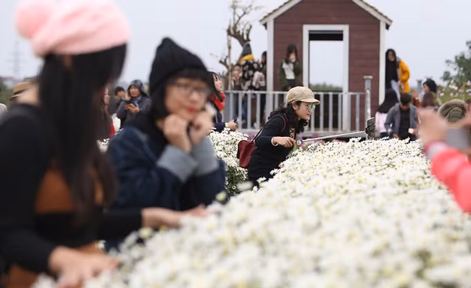 Với vườn hoa nở rộ và đều, khách vào nườm nượp. Mỗi mét vuông có đến chục người chen nhau đứng tạo dáng. Hoa cúc họa mi chỉ nở một mùa trong năm, tồn tại trong thời gian rất ngắn 2-3 tuần rồi lại hết. Thời điểm này đang là lúc hoa nở đẹp nhất.