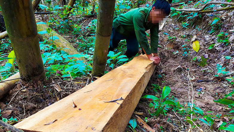 Gỗ mới được xẻ thành hộp, chuẩn bị được "lâm tặc" kéo ra khỏi bìa rừng. Gỗ mới được xẻ thành hộp, chuẩn bị được