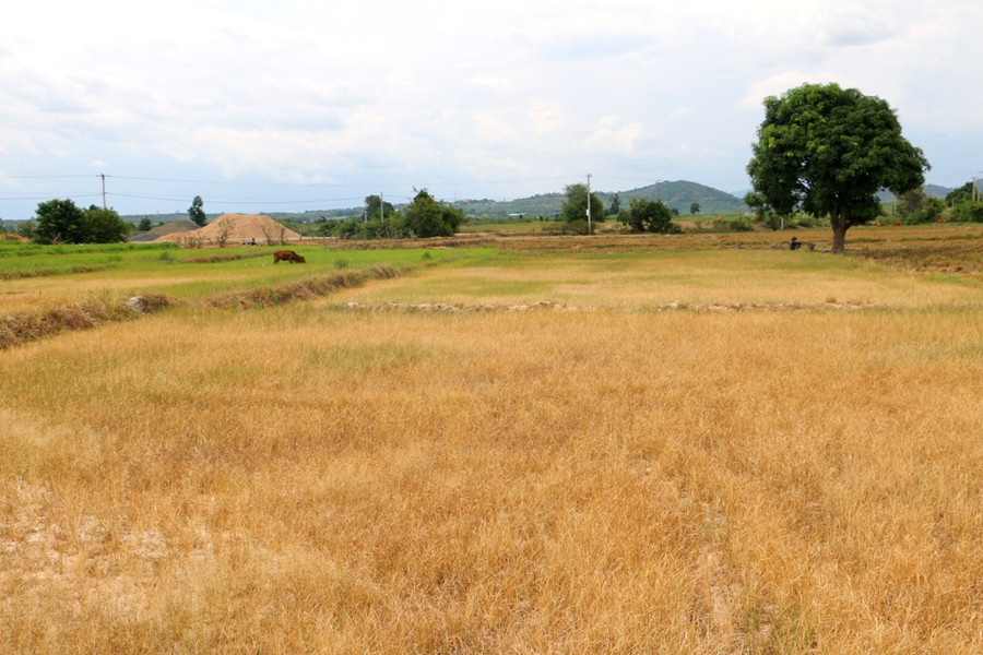 Hàng chục ha lúa của người dân Plei Toan 2 bị khô cháy. Ảnh: Q.T