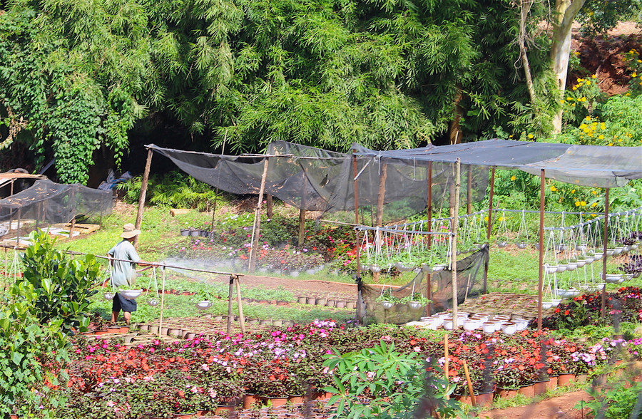 Người trồng hoa kỳ vọng vào một mùa hoa Tết khởi sắc. Ảnh: Mộc Trà