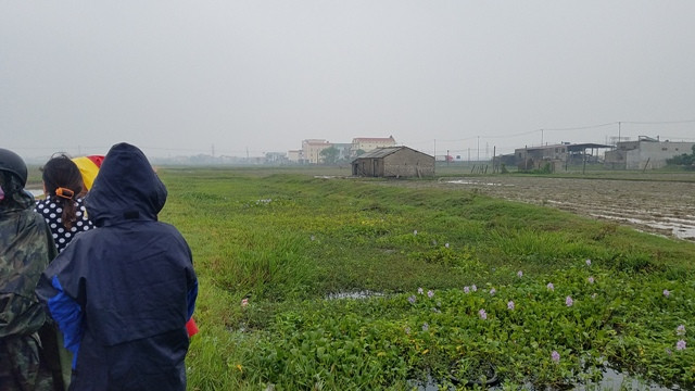  Ảnh: Khoảnh ruộng nơi tìm thấy thi thể cháu Tùng