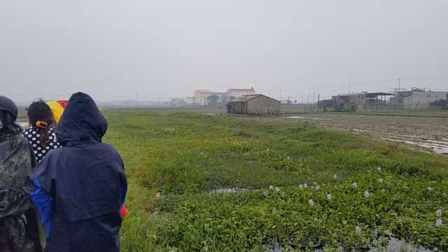  Ảnh: Khoảnh ruộng nơi tìm thấy thi thể cháu Tùng