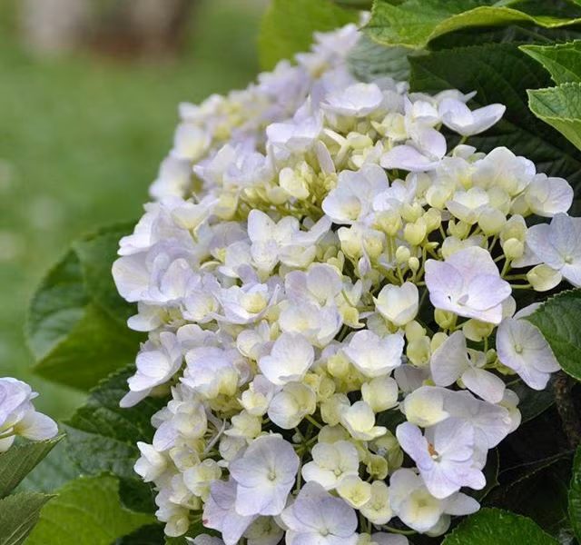 Nếu hoa cẩm tú cầu màu xanh lam làm xiêu lòng du khách từ cái nhìn đầu tiên, hoa màu hồng khiến người ta liên tưởng tới sự lãng mạn, yêu kiều, thì những bông hoa mang sắc trắng lại có vẻ đẹp tinh khiết, mỏng manh. Loài hoa này còn được biết đến với ý nghĩa về lòng biết ơn và sự chân thành. Ảnh: nnhuynh86