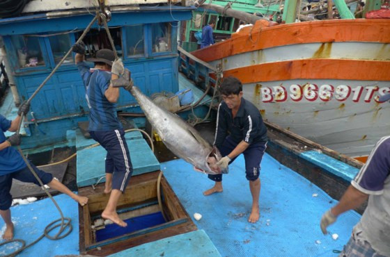 Ngư dân Bình Định vận chuyển cá ngừ đại dương lên bờ.