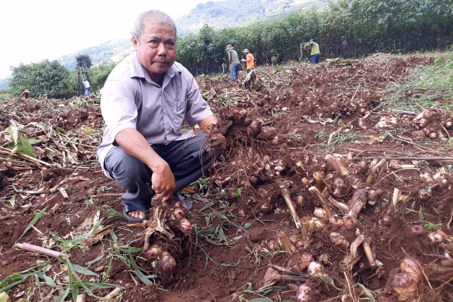 Chất lượng dong riềng dưới chân núi Chư Đăng Ya được đảm bảo, năng suất cao. Ảnh: N.T