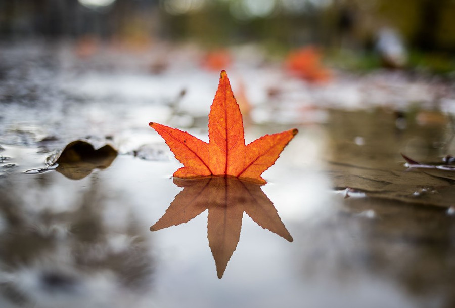 Một chiếc lá phong rụng phản chiếu trên một vũng nước trong một công viên ở Frankfurt am Main, miền Tây Đức vào ngày 13-11. (Nguồn: AFP)