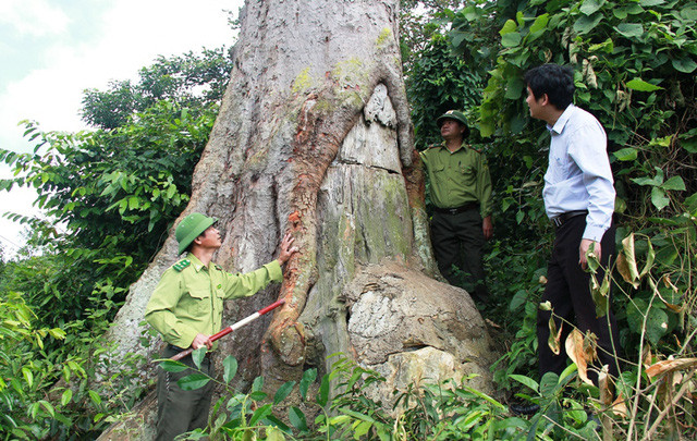 Thân cây lim nhiều người ôm không xuể