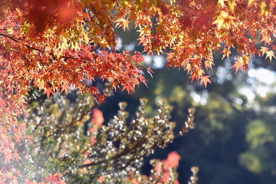 Nắng Thu ở Toulouse, Pháp ngày 15-11. (Nguồn: AFP)