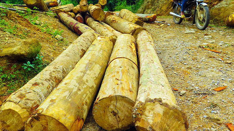 Gỗ rừng vận chuyển ra đường liên thôn chuẩn bị đưa đi tiêu thụ. Gỗ rừng vận chuyển ra đường liên thôn chuẩn bị đưa đi tiêu thụ.