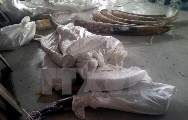 Một lô hàng ngà voi vận chuyển trái phép vào Việt Nam bị lực lượng chức năng thu giữ.