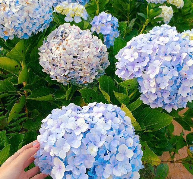 Hoa cẩm tú cầu còn có tên gọi khác là dương tú cầu hay dương tử, là một loài hoa có nguồn gốc từ các quốc gia Đông Á như Nhật Bản, Hàn Quốc, Trung Quốc. Hoa được du nhập vào Việt Nam từ lâu và được trồng nhiều nhất ở khu vực tỉnh Lâm Đồng. Ảnh: anna.chou96  Hoa cẩm tú cầu còn có tên gọi khác là dương tú cầu hay dương tử, là một loài hoa có nguồn gốc từ các quốc gia Đông Á như Nhật Bản, Hàn Quốc, Trung Quốc. Hoa được du nhập vào Việt Nam từ lâu và được trồng nhiều nhất ở khu vực tỉnh Lâm Đồng. Ảnh: anna.chou96