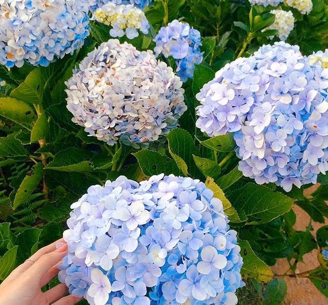  Hoa cẩm tú cầu còn có tên gọi khác là dương tú cầu hay dương tử, là một loài hoa có nguồn gốc từ các quốc gia Đông Á như Nhật Bản, Hàn Quốc, Trung Quốc. Hoa được du nhập vào Việt Nam từ lâu và được trồng nhiều nhất ở khu vực tỉnh Lâm Đồng. Ảnh: anna.chou96