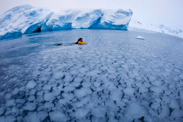 Một người bơi qua lớp băng tan trong bộ đồ bảo hộ