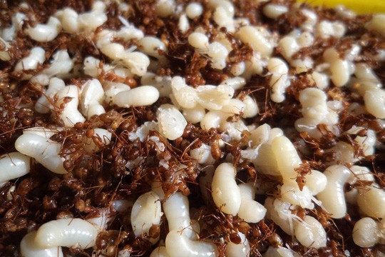 Trứng kiến, một món ăn đặc sắc của người Rơ Măm. Trứng kiến, một món ăn đặc sắc của người Rơ Măm.