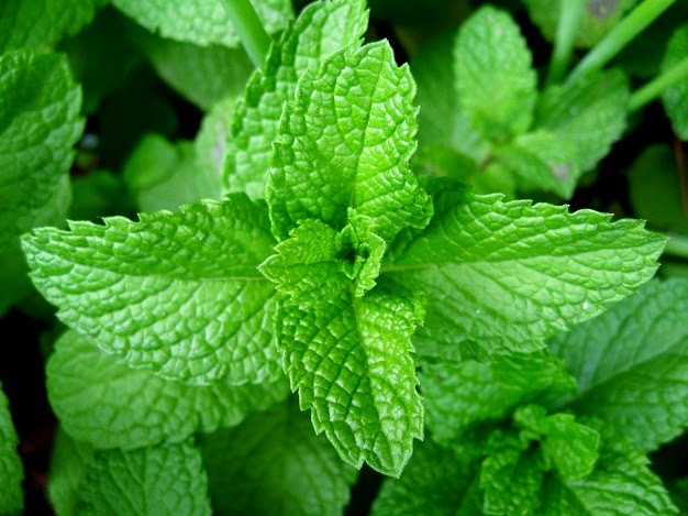 Lá húng chanh có thể đem sắc lấy nước đặc để ngậm và súc miệng trong ngày. Lá húng chanh có thể đem sắc lấy nước đặc để ngậm và súc miệng trong ngày.