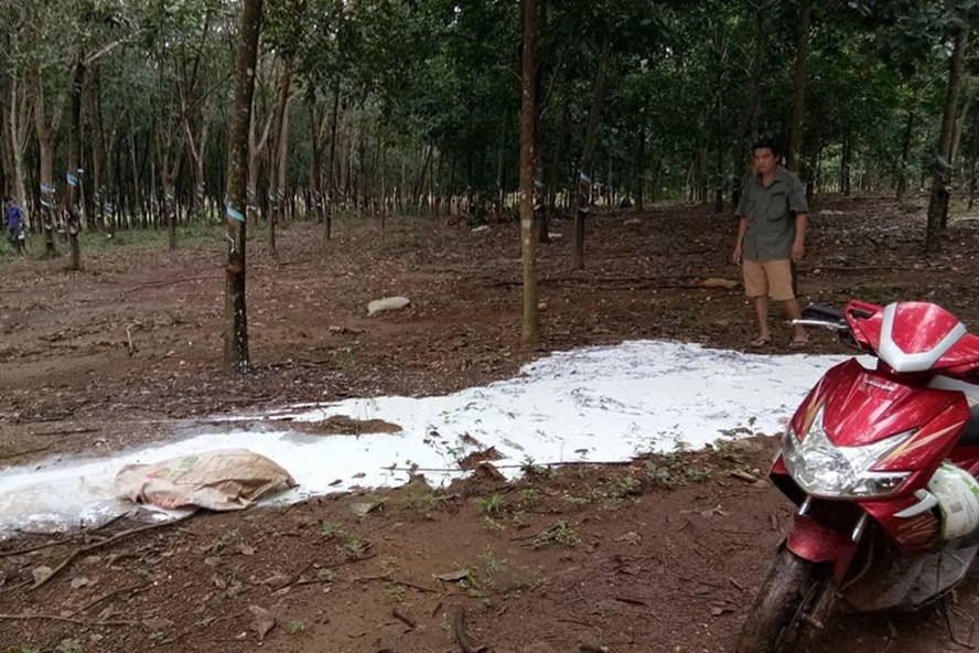 Sau khi cướp mủ, nhóm người này phá hoại bằng cách ... đổ tràn mủ ra đường (ảnh phải). Sau khi cướp mủ, nhóm người này phá hoại bằng cách ... đổ tràn mủ ra đường (ảnh phải).