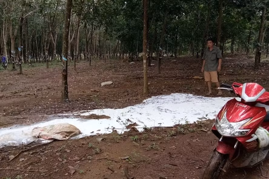 Sau khi cướp mủ, nhóm người này phá hoại bằng cách ... đổ tràn mủ ra đường (ảnh phải).