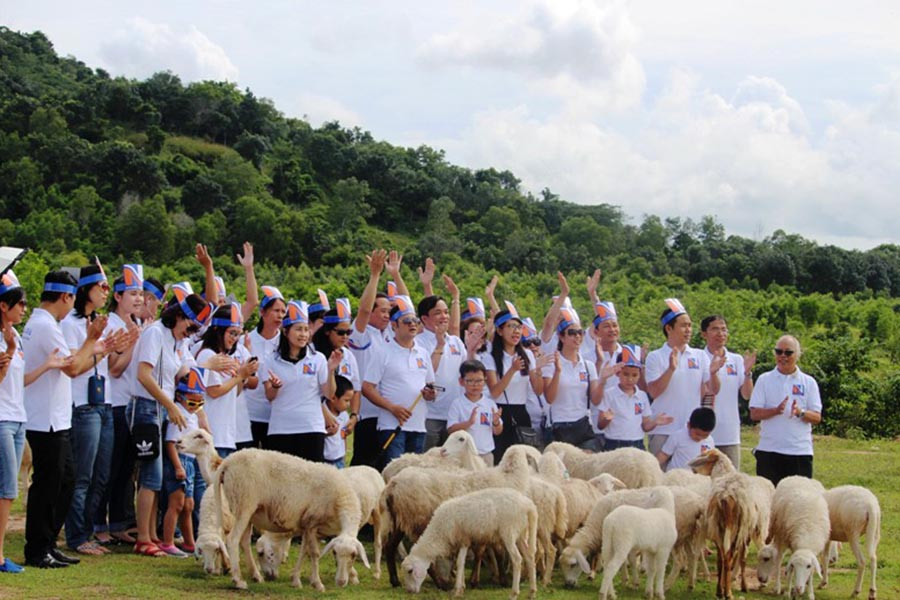 Hàng trăm du khách đến chụp ảnh với những chú cừu non