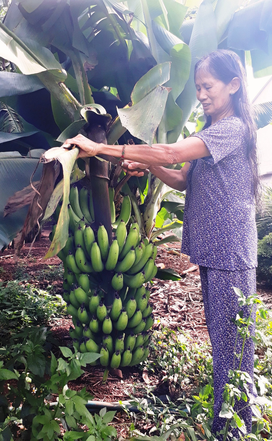 Bà Mai nổi tiếng bởi sự đảm đang, tháo vát. Ảnh: Mai Ka Bà Mai nổi tiếng bởi sự đảm đang, tháo vát. Ảnh: Mai Ka