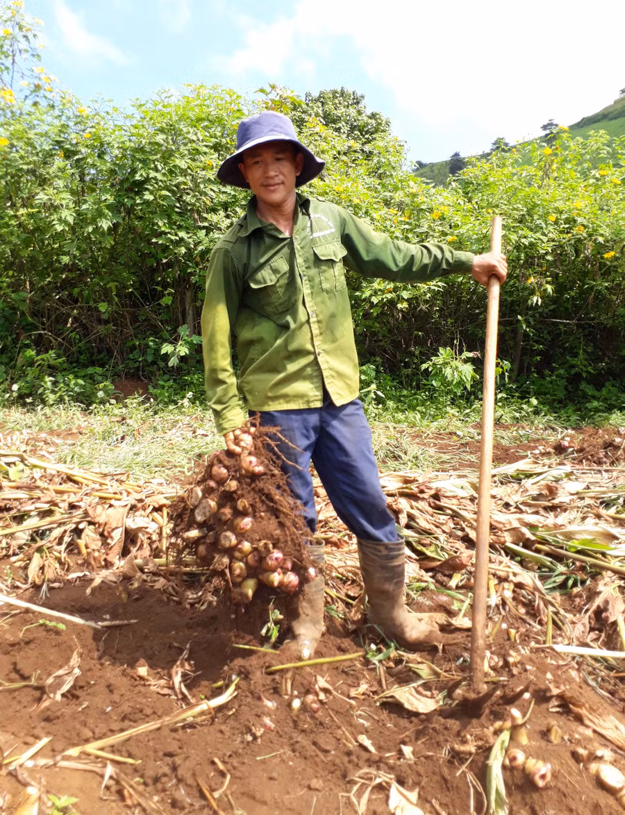 Nông dân phấn khởi thu hoạch dong riềng. Ảnh: N.T