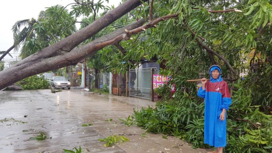 Nhiều cây bị gẫy đổ. Nhiều cây bị gẫy đổ.