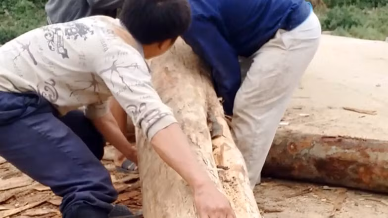 Đưa gỗ lên xe ô tô tải cạnh bờ suối Nậm Tha.