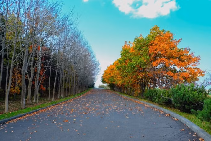Mùa thu Hokkaido chỉ kéo dài khoảng một tháng trước khi đông về. Thu từ Hokkaido sẽ đi dọc xuống Kyoto rồi Osaka, và Tokyo là nơi cuối cùng đón thu.