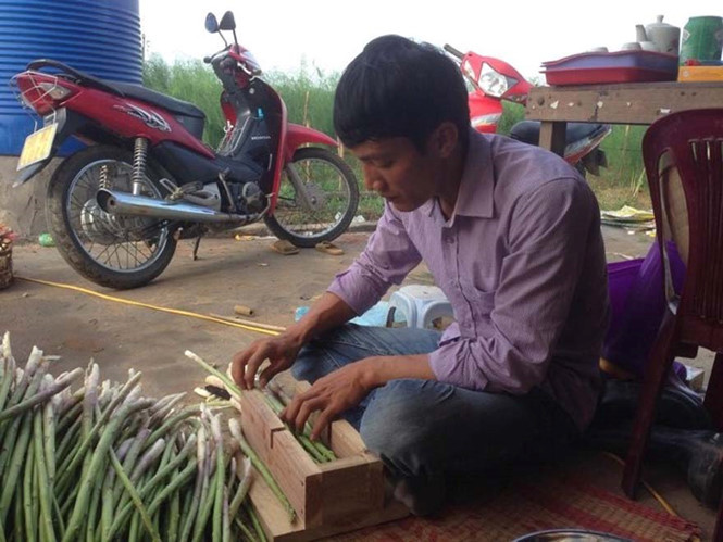 Anh Nguyễn Trường Sơn thu hoạch măng tây
