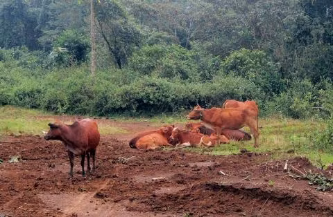 Dịch bệnh LMLM đã bùng ra trên 100 con trâu, bò và chưa có dấu hiệu dừng lại.