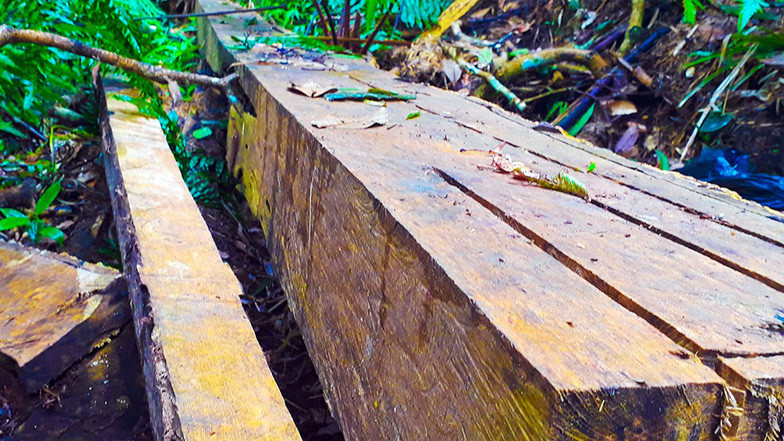 Phát hiện thấy cây cổ thụ bị sâu mọt, "lâm tặc" đã bỏ cây lại giữa rừng già. Phát hiện thấy cây cổ thụ bị sâu mọt,