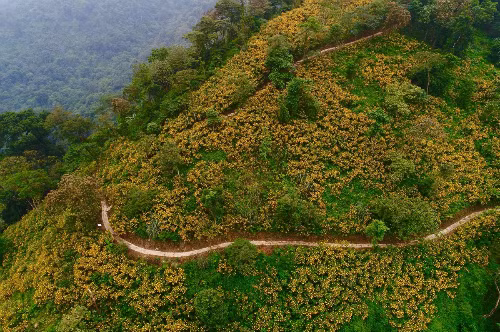  Hoa dã quỳ nở rộ cả một quả đồi ở Ba Vì. Ảnh: Kỳ Nhông.