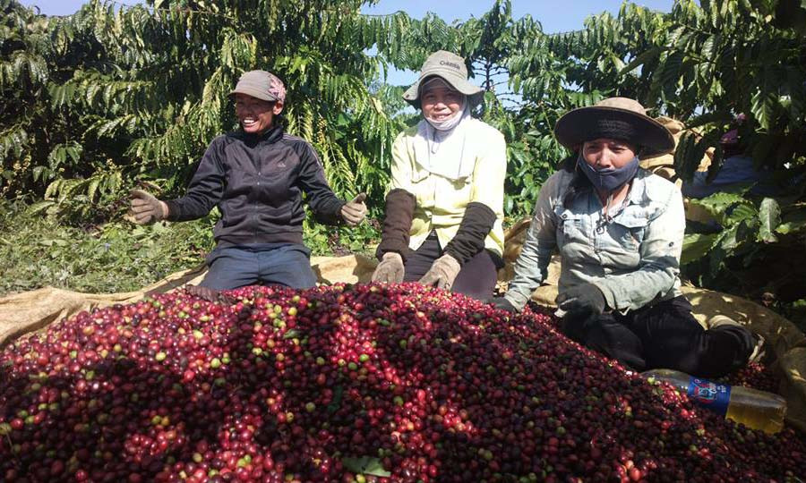  Nông dân tích trữ cà phê chờ được giá. Ảnh: Ngọc Thu